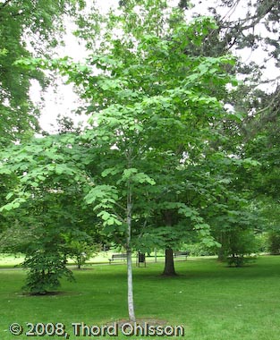 Acer tegmentosum